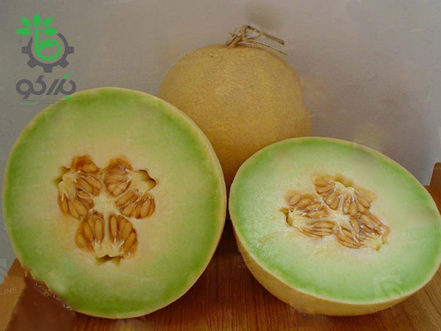 نمونه میوه از بذر ملون طالبی واریته جاذبه یا جید لاین | JADELINE F1 HYBRID CANTALUPE