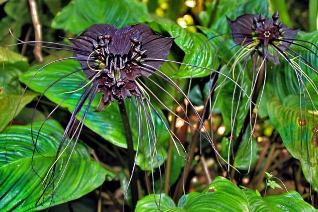 Black Tiger Orchid Flowers, یک گل زیبا از نوع نادر و کمیاب بوده که بذر این گل هم اکنون در سایت موجود بوده و میتوانید خرید کنید