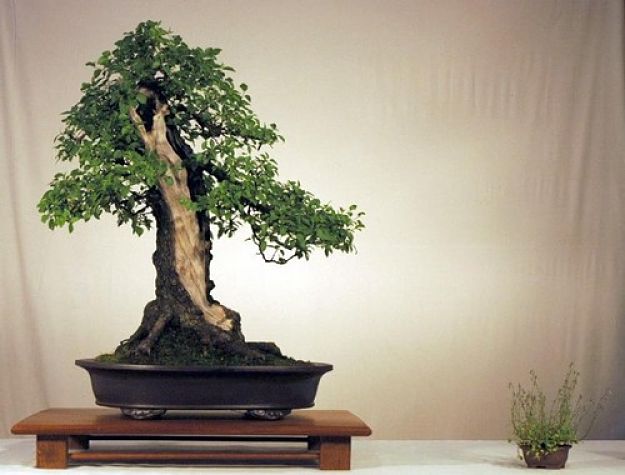 این درخت برای بونسای (بونسای آلبالو تلخ) گزینه عالی می باشد و میتوانید با تربیت آن یک درختچه مینیاتوری زیبا داشته باشید