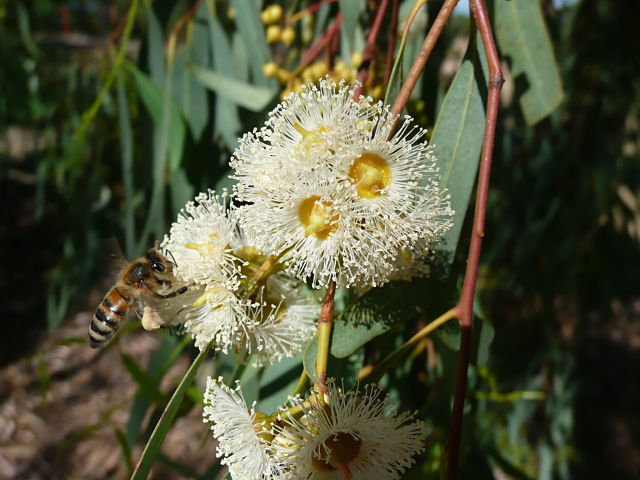 گونه اکالیپتوس کامالدیولنسیس (Eucalyptus camaldulensis):  یکی از 800 گونه اکالیپتوس می باشد این گونه از خانواده Myrtaceae  میرتاسه ،نیز بومی استرالیا (جنوب شرقی استرالیا و کوئینزلند جنوبی )بوده و با نام river red gum  رودخانه صمغ قرمز، صمغ قرمز، موری صمغ قرمز نیز شناخته می شود .