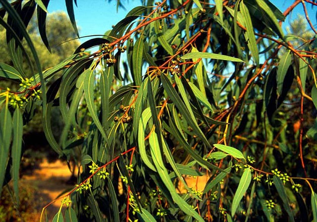 گونه اکالیپتوس کامالدیولنسیس (Eucalyptus camaldulensis):  یکی از 800 گونه اکالیپتوس می باشد این گونه از خانواده Myrtaceae  میرتاسه ،نیز بومی استرالیا (جنوب شرقی استرالیا و کوئینزلند جنوبی )بوده و با نام river red gum  رودخانه صمغ قرمز، صمغ قرمز، موری صمغ قرمز نیز شناخته می شود .