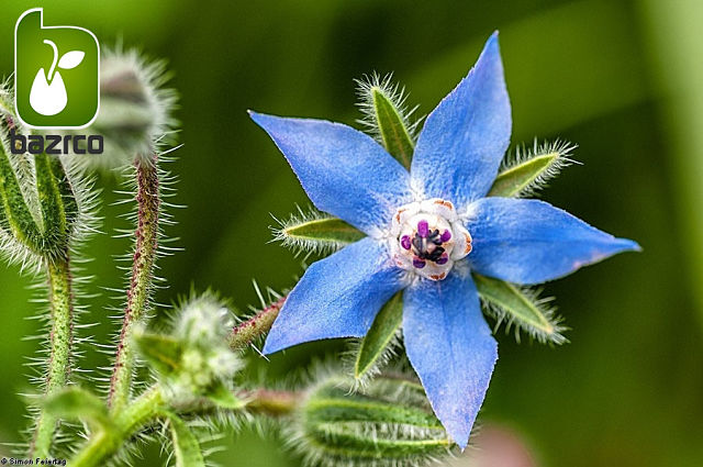 گل گاوزبان اروپایی (نام علمی: Borago officinalis)  گیاه علفی و یک‌ساله است که ارزش دارویی دارد. گاوزبان احتمالاً از شمال آفریقا به نواحی دیگر راه یافته و امروزه در منطقه مدیترانه، نواحی شمال آفریقا و قسمت‌هایی از خاورمیانه می‌روید. گل، برگ و سرشاخه‌های گلدار آن به مصرف دارویی می‌رسد. گاو در زبان ترکی به معنی آبی هم آمده است و گل گاو زبان یعنی گلی که برگی آبی دارد.