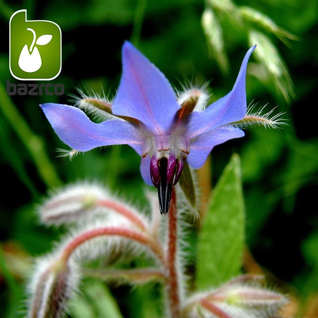 گل گاوزبان اروپایی (نام علمی: Borago officinalis)  گیاه علفی و یک‌ساله است که ارزش دارویی دارد. گاوزبان احتمالاً از شمال آفریقا به نواحی دیگر راه یافته و امروزه در منطقه مدیترانه، نواحی شمال آفریقا و قسمت‌هایی از خاورمیانه می‌روید. گل، برگ و سرشاخه‌های گلدار آن به مصرف دارویی می‌رسد. گاو در زبان ترکی به معنی آبی هم آمده است و گل گاو زبان یعنی گلی که برگی آبی دارد.