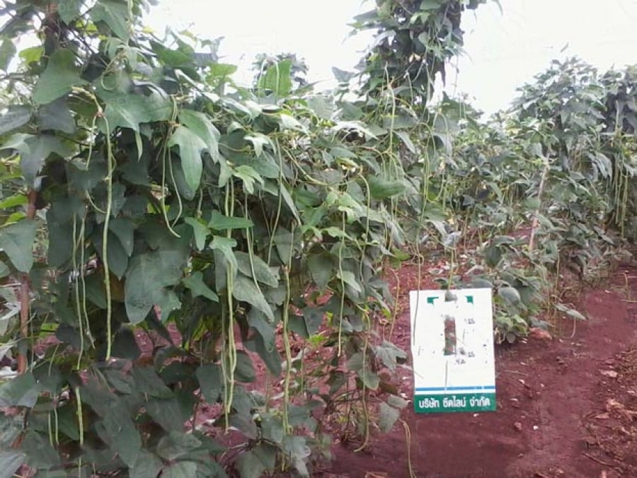 بذر لوبیا سبز غلاف بلند رقم  سن سووان