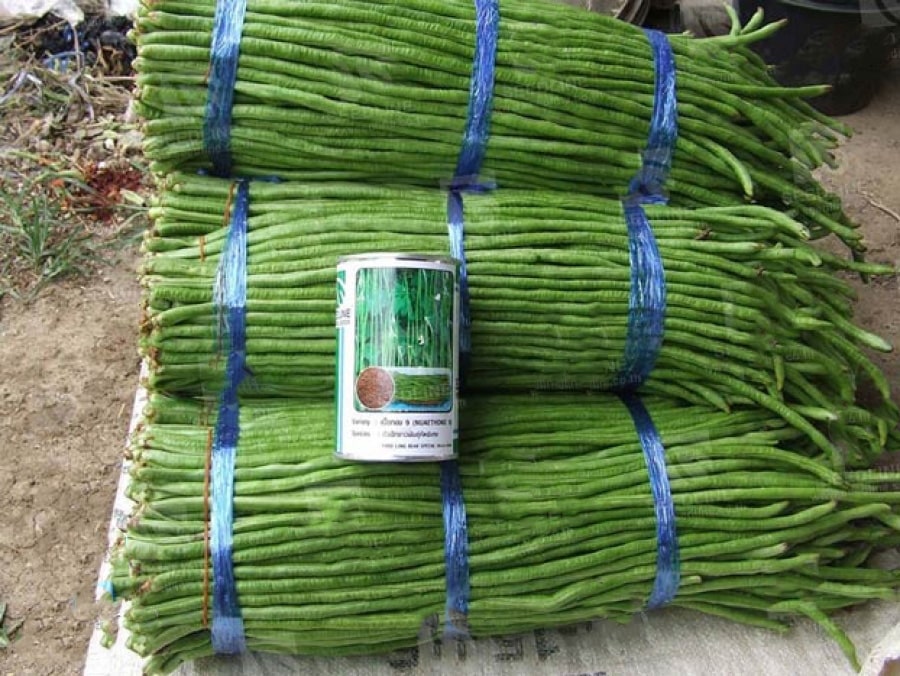 لوبیا سبز غلاف بلند خارجی