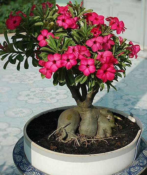 بذر زیبای آدنیوم (ADENIUM OBESUM) رز صحرایی  گیاه آدنیوم از خانواده خرزهرهایان بوده  و در سال 1819 کشف شده . این گیاه از سری گیاهان گلدار بسیار زیبا می باشد