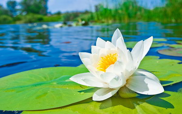 نیلوفر آبی با نام های WATER LILY نیز شناخته می شود این گل بسیار زیبا بر عکس اینکه اسمش نیلوفر صدا می زنند از خانواده سوسن ها می باشد