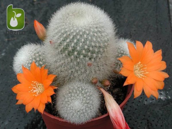 بذر گونه های مختلف کاکتوس پارودیا  (Parodia)