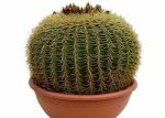 بذر اچینو کاکتوس گروزونی | echinocactus grusonii