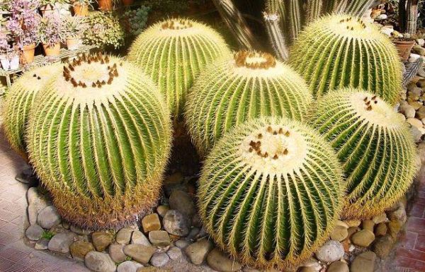بذر اچینو کاکتوس گروزونی | echinocactus grusonii