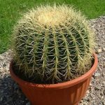 بذر اچینو کاکتوس گروزونی | echinocactus grusonii