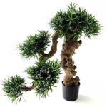 بذر درخت زیبای کاج بودا ژاپنی یا پودوکارپوس (Podocarpus)