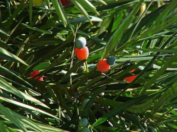 بذر درخت زیبای کاج بودا ژاپنی یا پودوکارپوس (Podocarpus)