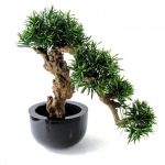 بذر درخت زیبای کاج بودا ژاپنی یا پودوکارپوس (Podocarpus)