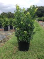 بذر درخت زیبای کاج بودا ژاپنی یا پودوکارپوس (Podocarpus)