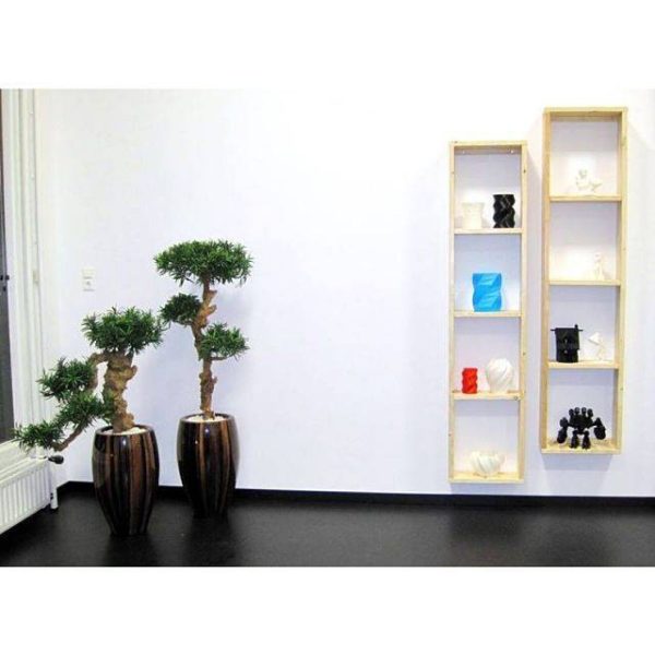 بذر درخت زیبای کاج بودا ژاپنی یا پودوکارپوس (Podocarpus)