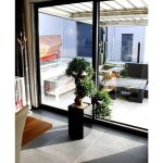 بذر درخت زیبای کاج بودا ژاپنی یا پودوکارپوس (Podocarpus)
