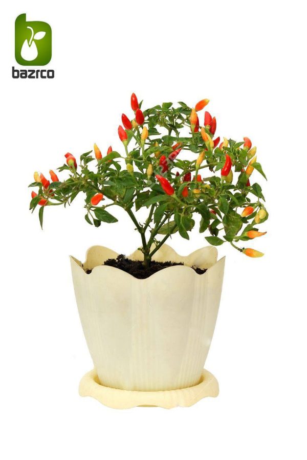 بذر گیاه زیبای  فلفل زینتی ژاپنی (CAPSICUM ANNUUM)