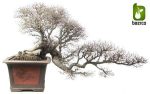 بذر درخت (بونسای) زیبای گونه های مختلف نارون (Ulmus)