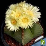 بذر کاکتوس بسیار زیبا و کمیاب آستروفیتوم (Astrophytum)