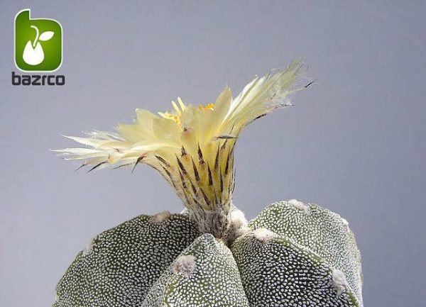 بذر کاکتوس بسیار زیبا و کمیاب آستروفیتوم (Astrophytum)