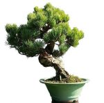 بذر کمیاب کاج سفید چینی Lace bark Pine (Pinus bungeana)