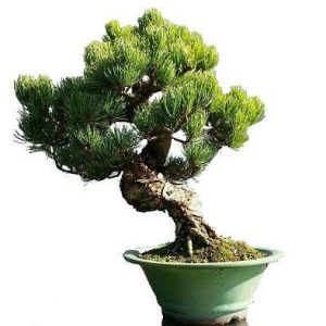بذر کمیاب کاج سفید چینی Lace bark Pine (Pinus bungeana)