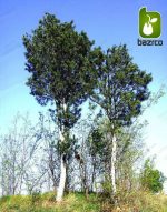 بذر کمیاب کاج سفید چینی Lace bark Pine (Pinus bungeana)