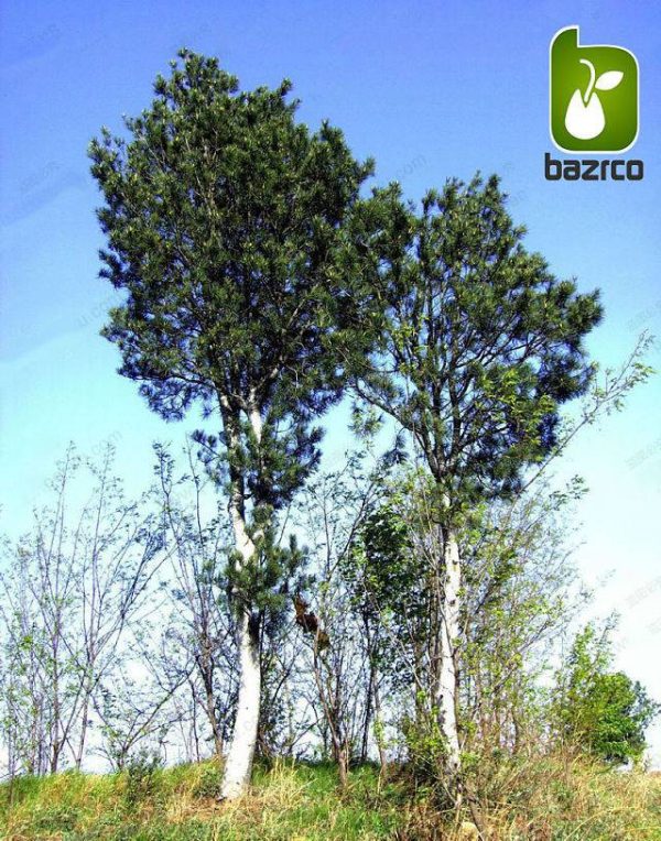 بذر کمیاب کاج سفید چینی Lace bark Pine (Pinus bungeana)