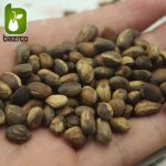 بذر کمیاب کاج سفید چینی Lace bark Pine (Pinus bungeana)