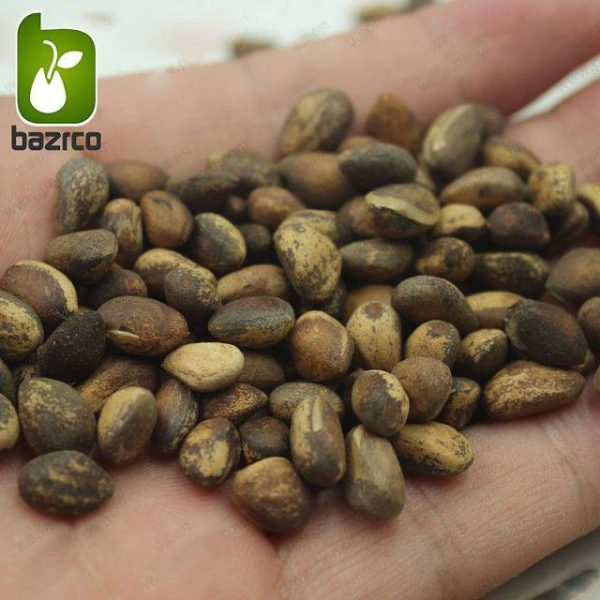 بذر کمیاب کاج سفید چینی Lace bark Pine (Pinus bungeana)
