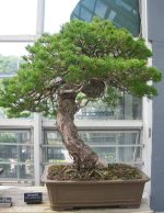 بذر کمیاب کاج سفید چینی Lace bark Pine (Pinus bungeana)