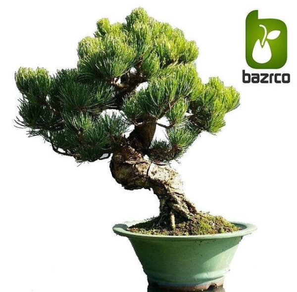بذر کمیاب کاج سفید چینی Lace bark Pine (Pinus bungeana)