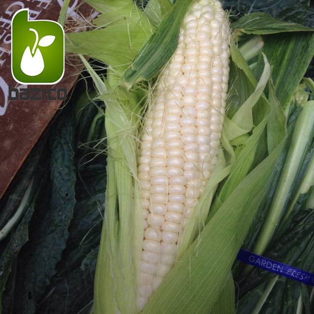 بذر انواع ذرت کمیاب رنگی و تزئینی (بذر بلال رنگی)