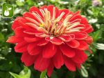 بذر گل زیبای وارداتی Zinnia elegans (گل آهار)
