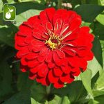 بذر گل زیبای وارداتی Zinnia elegans (گل آهار)