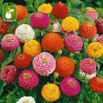 بذر گل زیبای وارداتی Zinnia elegans (گل آهار)