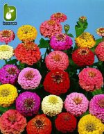 بذر گل زیبای وارداتی Zinnia elegans (گل آهار)