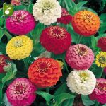 بذر گل زیبای وارداتی Zinnia elegans (گل آهار)