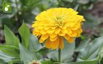 بذر گل زیبای وارداتی Zinnia elegans (گل آهار)
