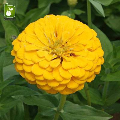بذر گل زیبای وارداتی Zinnia elegans (گل آهار)