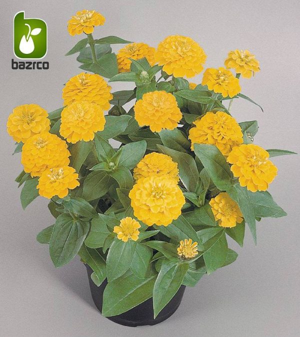 بذر گل زیبای وارداتی Zinnia elegans (گل آهار)