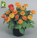 بذر گل زیبای وارداتی Zinnia elegans (گل آهار)