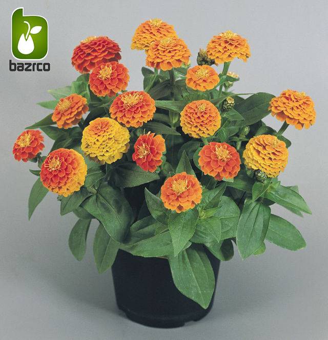 بذر گل زیبای وارداتی Zinnia elegans (گل آهار)