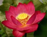بذر نیلوفر آبی (water lily)