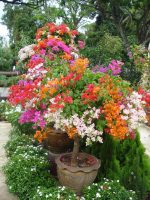 بذر درخت  گل کاغذی