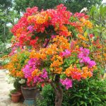 بذر درخت  گل کاغذی