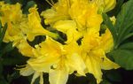 بذر درخت (بونسای) آزالیا Azalea