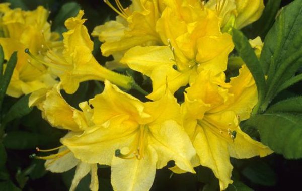 بذر درخت (بونسای) آزالیا Azalea