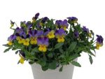 بذر گونه های رنگی گل بنفشه  (VIOLA PANSY)